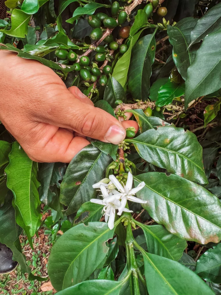 coffee tree flower